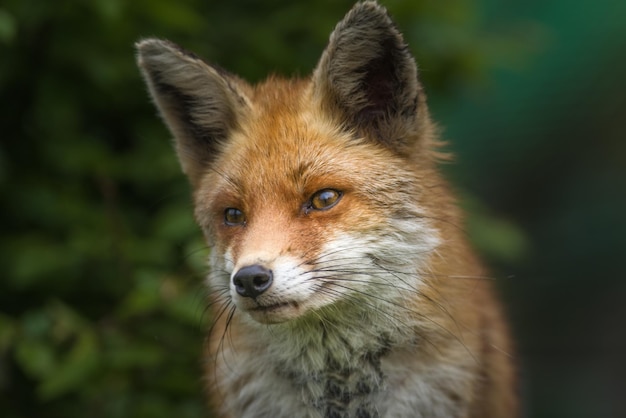 Photo close-up portrait of fox