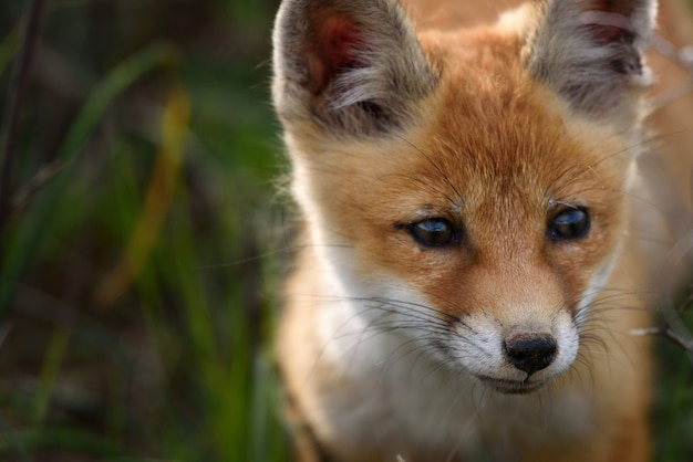 Close up portrait of a fox