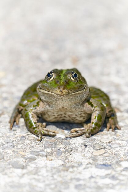 Photo close-up portrait of a frog