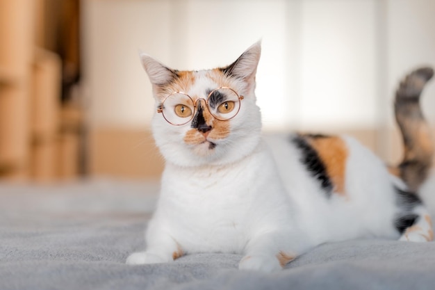 Close-up portrait of a funny cat in sunglasses.