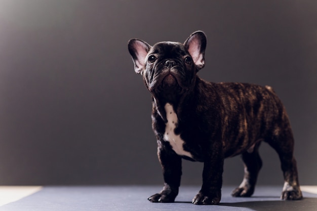 Close-up Portrait of Funny Smiled French Bulldog Dog and Curiously Looking, Front view, Isolated 