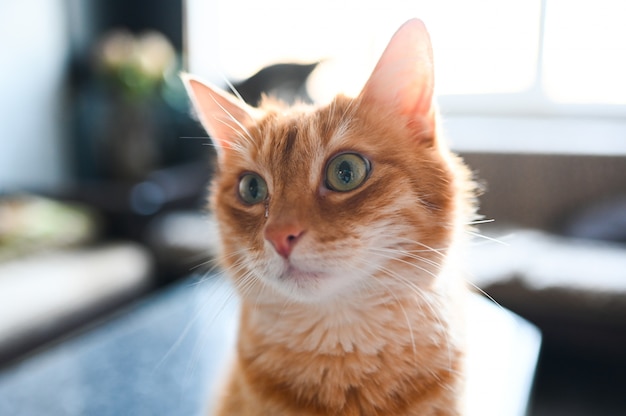 Close up portrait of funny surprised ginger cat