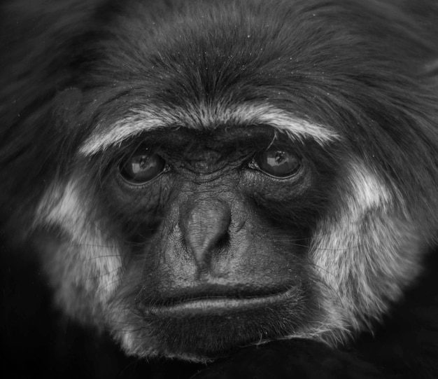 Photo close-up portrait of gibbon