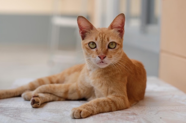 바닥 에 누워 있는 핑거 고양이 의 클로즈업 초상화