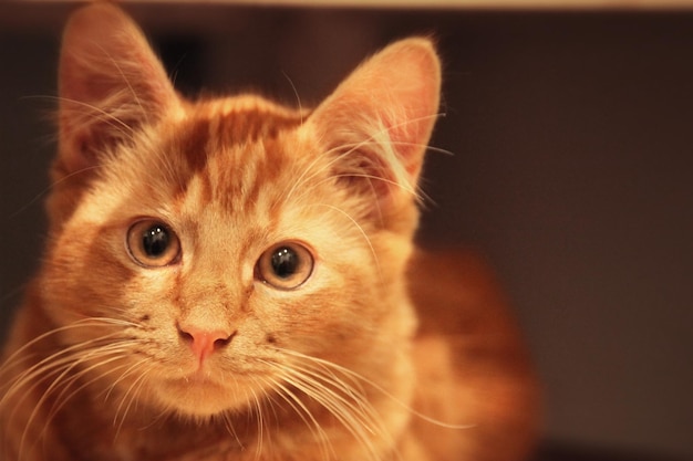 Close-up portrait of ginger cat