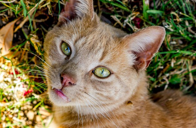 Close-up portrait of ginger cat