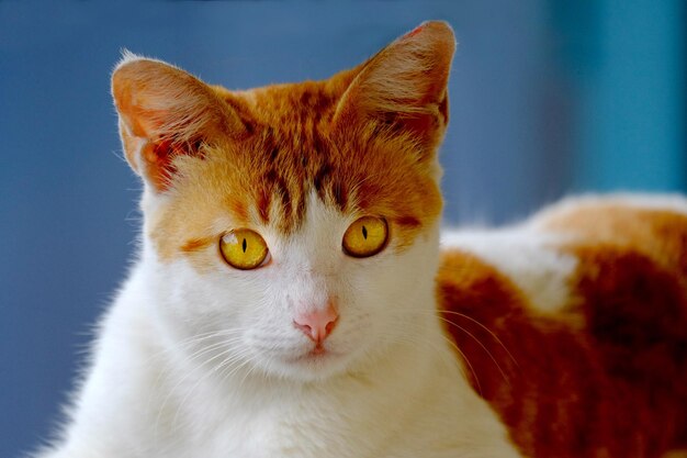 Photo close-up portrait of ginger cat