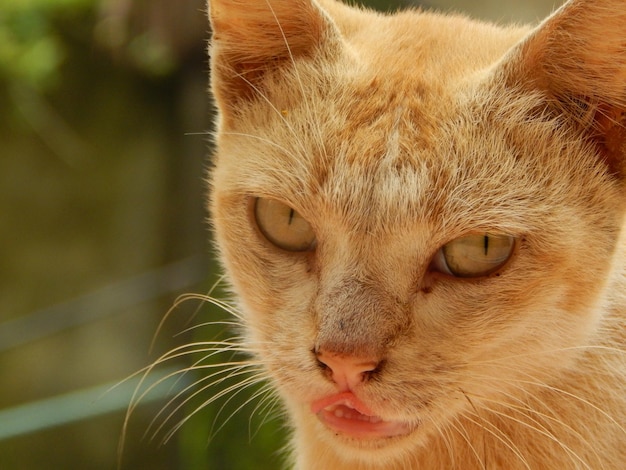 Photo close-up portrait of ginger cat