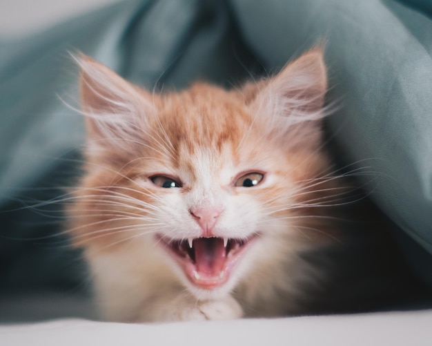Портрет рыжего кота вблизи