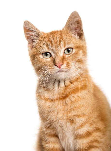 Портрет крупным планом на рыжую кошку