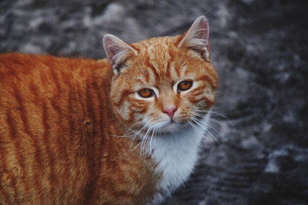 Photo close-up portrait of ginger