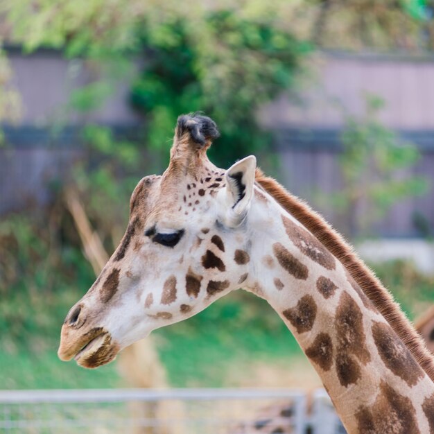 自然と動物園のキリンcamelopardalisの肖像画をクローズアップ