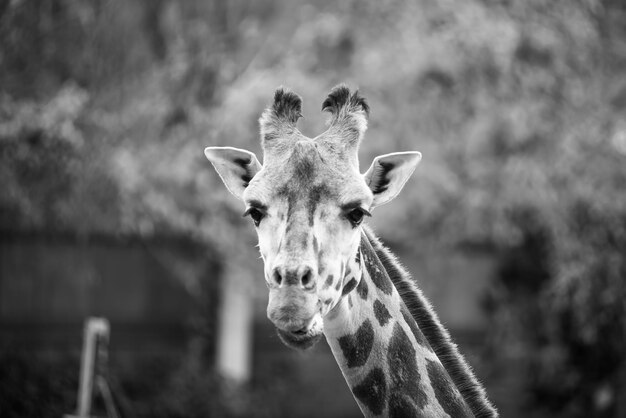 自然と動物園のキリンcamelopardalisの肖像画をクローズアップ