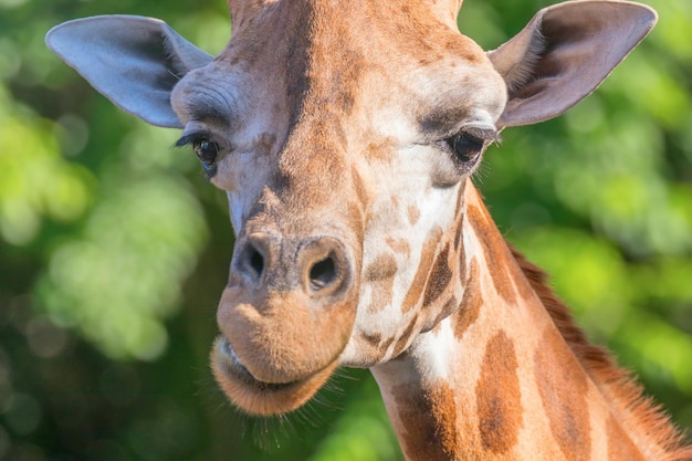 Close up ritratto di una giraffa, sfondo verde