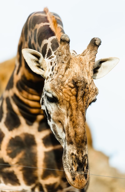 動物園でキリンの肖像画をクローズアップ