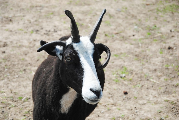 Close-up portrait of goat on sunny day