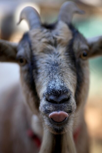 Photo close-up portrait of goat