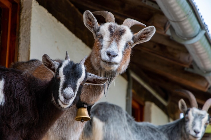 Photo close-up portrait of goat