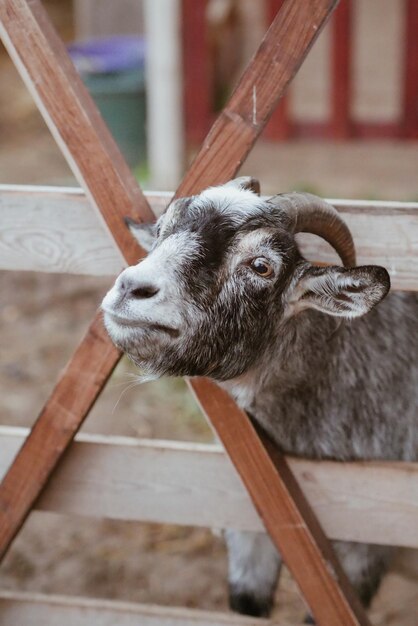 Close-up portrait of goat