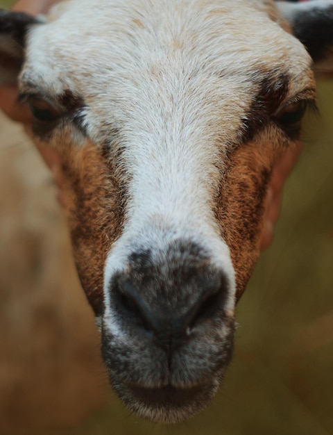 Photo close-up portrait of goat