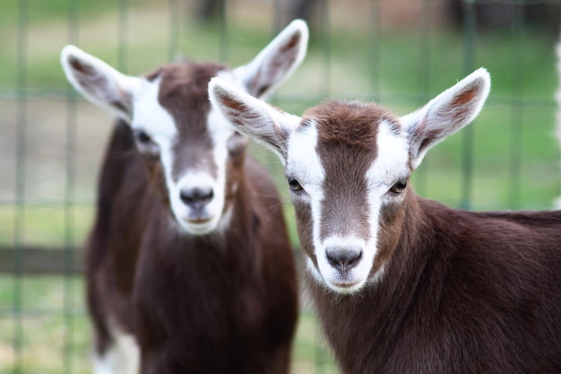Photo close-up portrait of goats