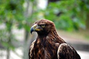 Close up portrait of golden eagle, bird of prey. piercing eyes.