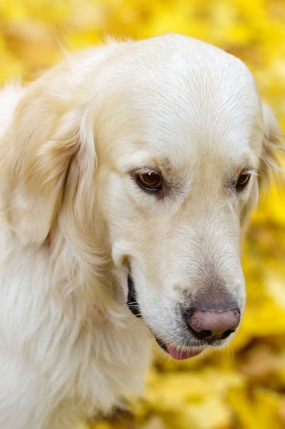 Close up portrait of golden labrador retriever is smiling in autumn park