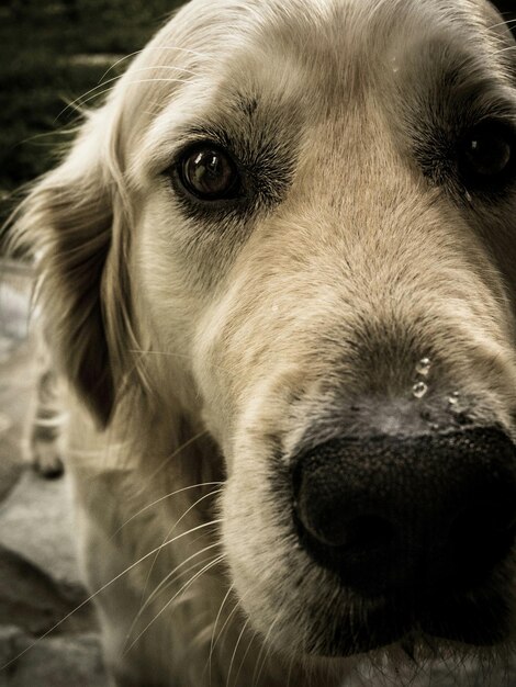 Photo close-up portrait of golden retriever