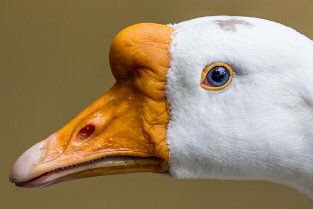 Photo close-up portrait of goose