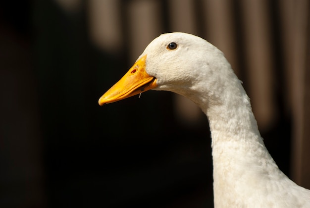 Close-up portrait of a goose.