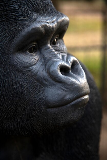 Foto ritratto da vicino della faccia di un gorilla che guarda da un'altra parte