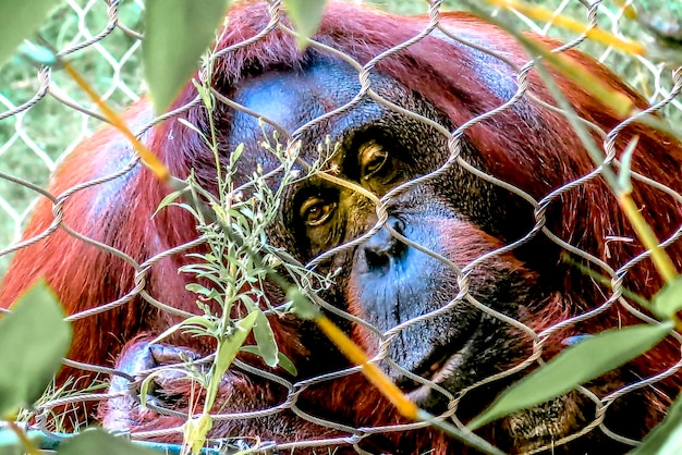 Photo close-up portrait of a gorilla