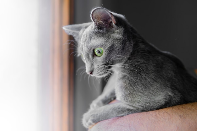 Close up portrait of gray colored cat with deep big green eyes.\
korat cat resting. animals and adorable cats concept. macro\
selective focus. pet shelter