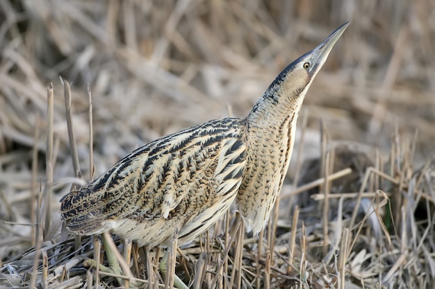 Close up portrait of great bittern in alarm pose.