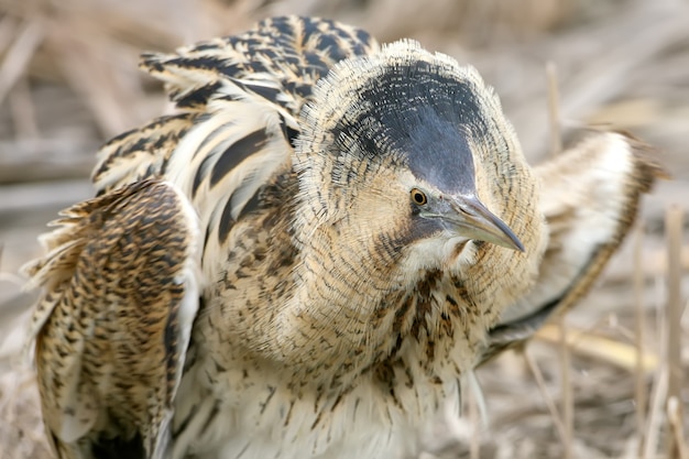 Close up portrait of great bittern with open wings in winter day light.