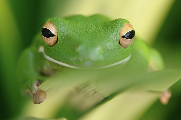 Foto ritratto da vicino di una rana verde sulla pianta