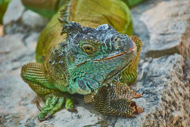 Photo close-up portrait of a green pacific iguana while standing stillly resting.