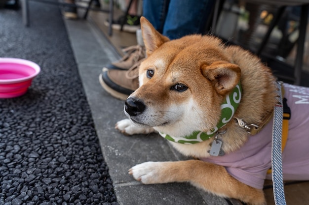 Close up Portrait of head Shiba inu Dog exterior portrait conformation Shiba Inu dog stands