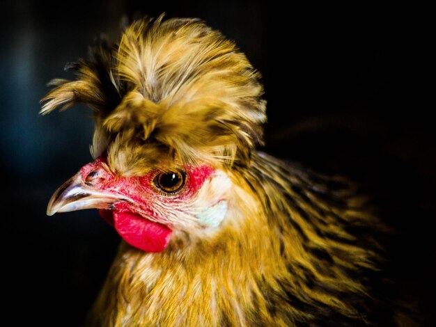 Foto ritratto di gallina da vicino