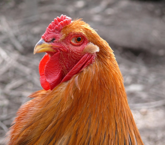 Close-up of portrait of hen