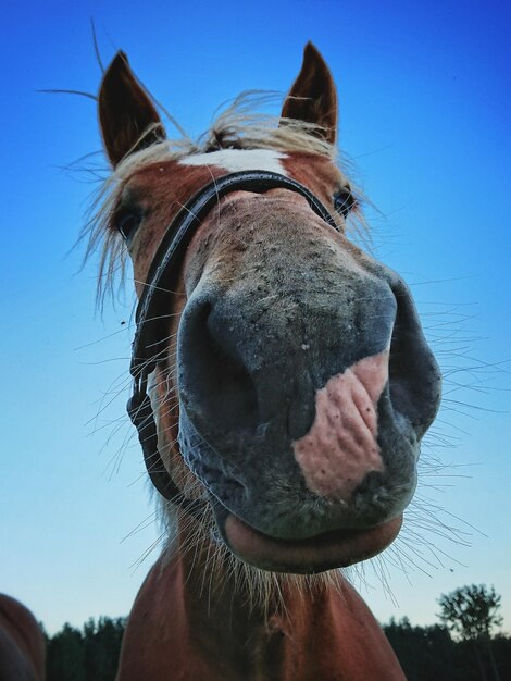 Photo close-up portrait of horse against clear sky