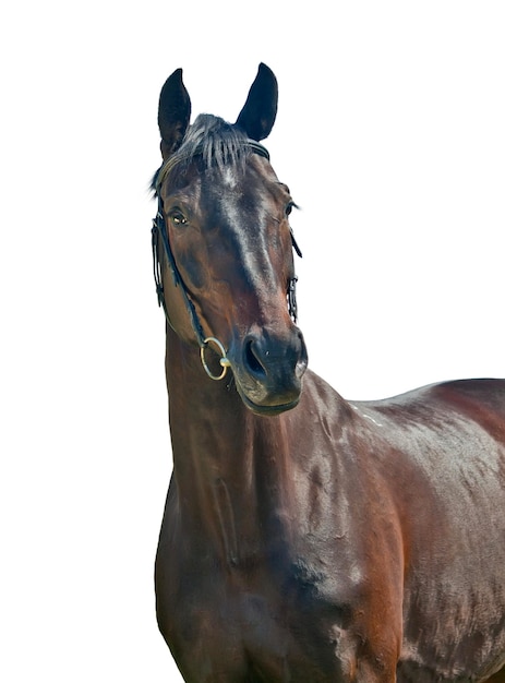 Foto ritratto da vicino di un cavallo sullo sfondo bianco