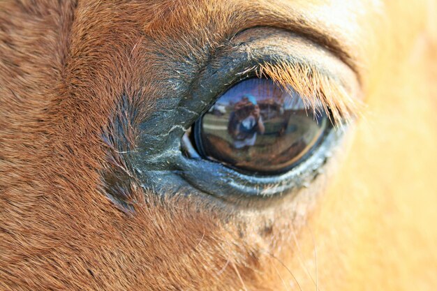 Close-up portrait of horse eye