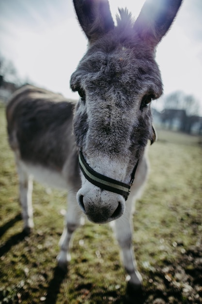 Photo close-up portrait of a horse on field