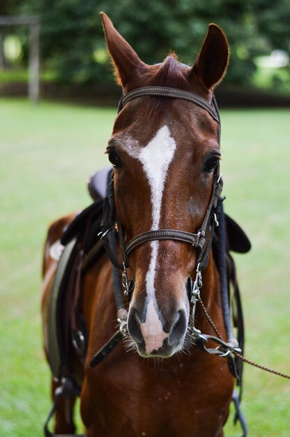 Photo close-up portrait of horse on grass