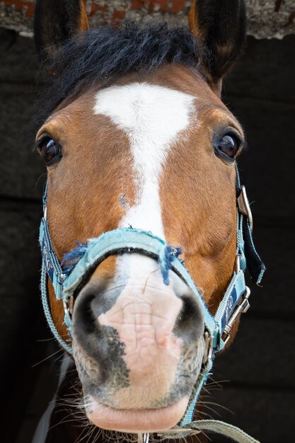 Foto ritratto ravvicinato di un cavallo in un ranch