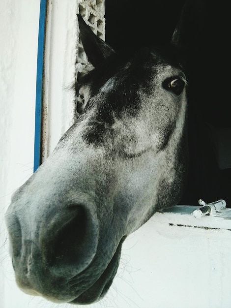 Foto ritratto ravvicinato di un cavallo nella stalla