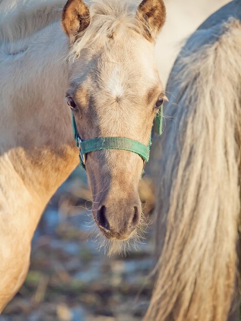 外で立っている馬のクローズアップ肖像画
