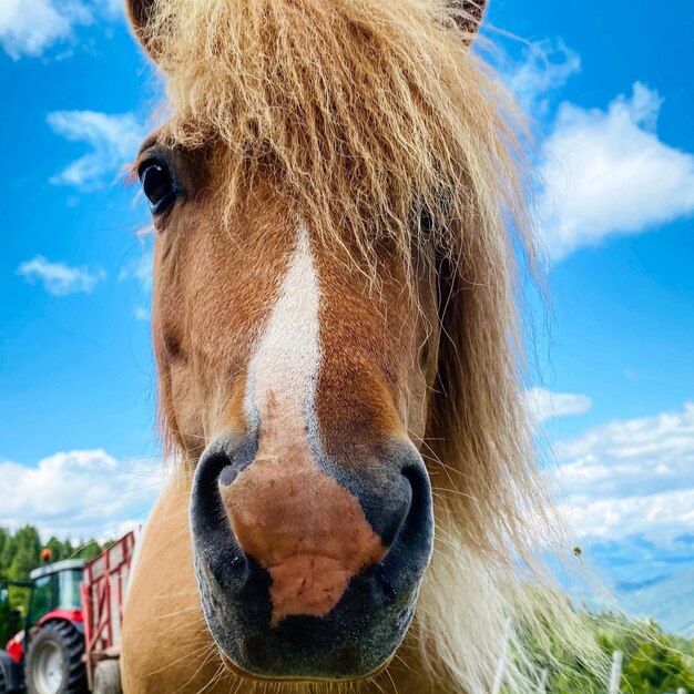 Close-up portrait of a horse