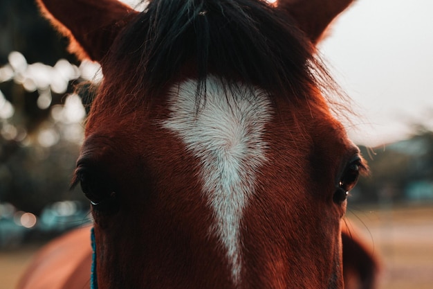 Photo close-up portrait of a horse
